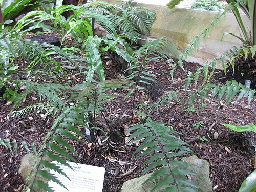 Asplenium polyodon